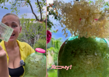 Десять литров пьянящего напитка всего за 30 гривен: успейте сделать эту бюджетную заготовку (ВИДЕО)