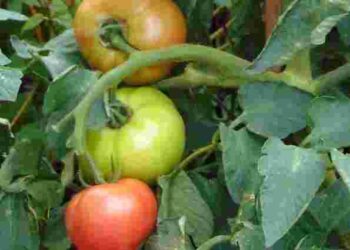 Більше не вражають: два найгірші сорти томатів, які краще не висаджувати у 2025 році