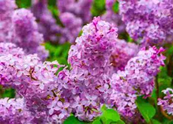 Коли розмножувати бузок живцями, щоб точно прижився: терміни та умови посадки