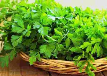Петрушка: чим корисна і який її позитивний вплив на організм