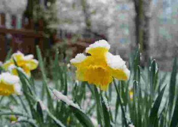 Будьте терплячими: як оживити рослини після весняних заморозків