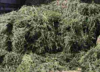 Скошена трава буде корисною у саду: 5 варіантів застосування