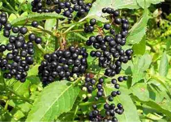 Принесе в дім біди і хвороби: який кущ не радять садити в саду