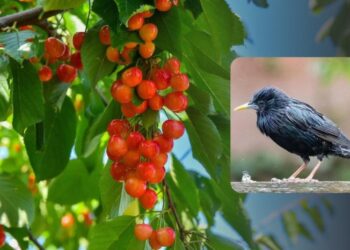 Як відлякати шпаків від черешні: перевірені часом методи