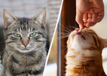 Місія здійсненна: як дати коту пігулку і залишитися в живих