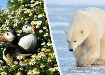 Названо найкращі місця Європи, щоб поспостерігати за дикою природою цього літа