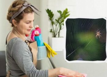 Павуки втечуть із квартири, виблискуючи лапками: ось чим їх відлякати