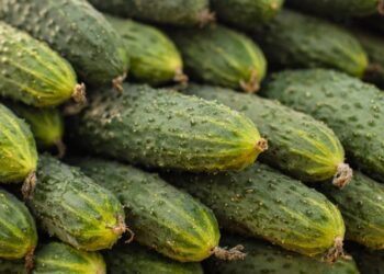 Потрите это место у огурца – и он перестанет быть горьким! Простой рабочий лайфхак