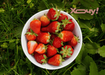 С какой стороны смотреть на клубнику, чтобы отличить испорченную: как выбрать вкусные ягоды