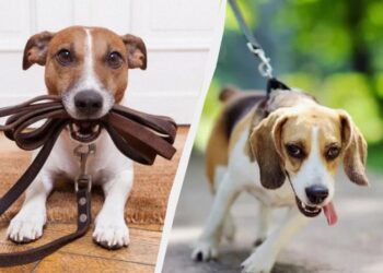 Собака перестане тягнути повідець на прогулянці: ось що потрібно зробити