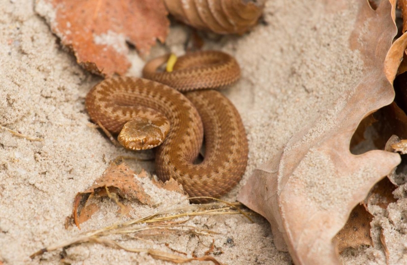 Уж чи отруйна гадюка - можна зрозуміти з одного погляду: на що потрібно дивитися