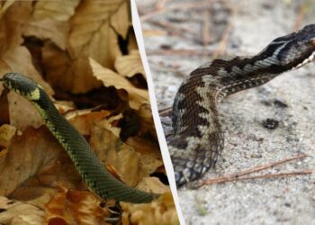 Уж чи отруйна гадюка – можна зрозуміти з одного погляду: на що потрібно дивитися