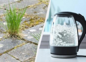 Жоден бур’ян не проскочить між плиткою: потрібно полити безкоштовним засобом