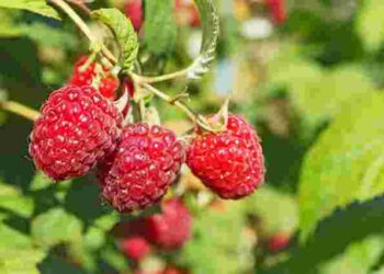 Ягідний бум у саду: як вплинути на родючість малини уже зараз