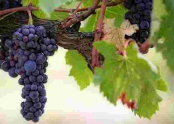 Не бояться ні холоду, ні спеки: три найбільш стійкі сорти винограду для вашого саду