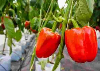 Перець набиратиме масу значно швидше: використайте це бюджетне добриво