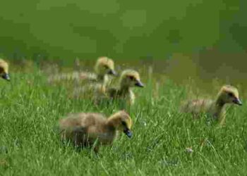 Можуть всі загинути: які продукти не можна давати гусенятам