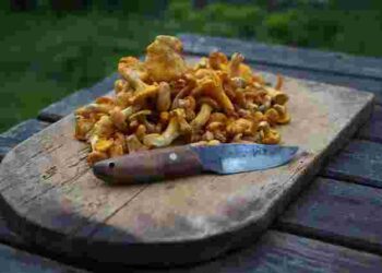 Чому на грибах з’являється підозрілий слиз і як його позбутися