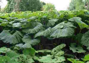 Як позбутися лопухів на городі раз і назавжди: перевірений дієвий метод