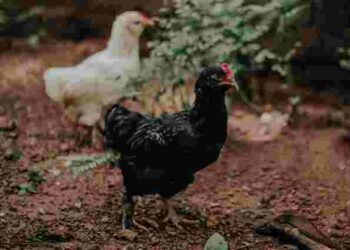 Топ-9 помилок у вирощуванні курей, які допускають навіть досвідчені фермери