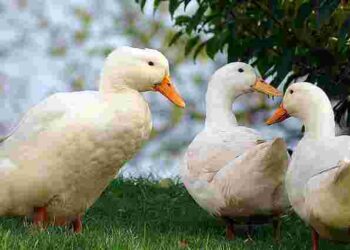 Чим можна годувати качок, щоб росли здоровими: уникніть помилок у догляді