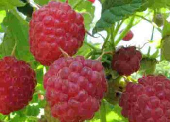 Встигніть зробити це у червні: чим обробити малину від довгоносика