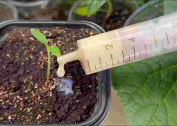 Може розвинутися чорна ніжка: як не можна поливати розсаду, щоб не втрати її