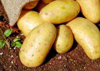 Картоплі потрібні добрива завжди: які обрати для кожного етапу росту бульб