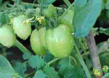 Сода врятує ваші помідори від фітофтори: як її використати для захисту і підживлення