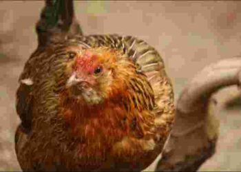 Чому кури клюють власні яйця і як це припинити раз і назавжди