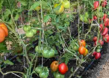 Чому помідори стають водянистими: поширена помилка серед городників