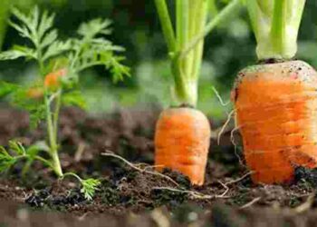 Виросте велика, хрумка і соковита: чим підживити моркву у червні