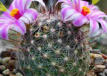 Як змусити кактус цвісти: прості правила догляду