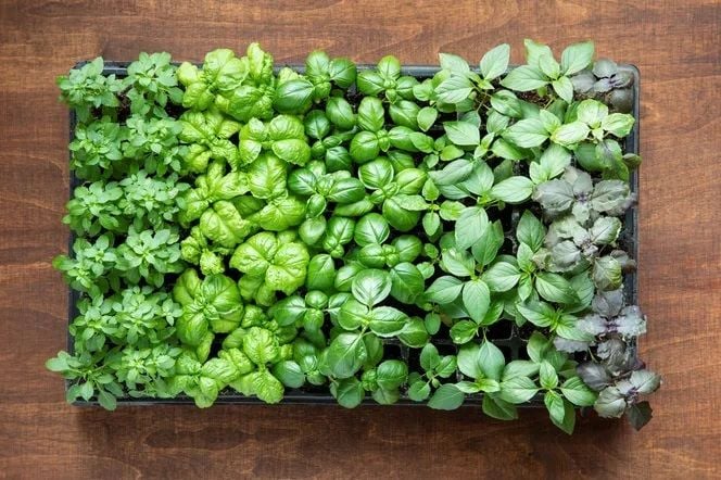 Базилік: чим він корисний гіпертонікам, діабетикам і тим, хто має проблеми з судинами і зором