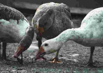 Це їх погубить: чим у жодному випадку не можна годувати гусей
