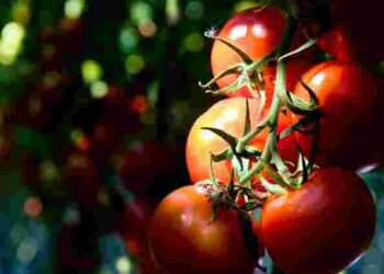 У помідорів товста шкірка: які помилки в догляді ви допустили і як все виправити