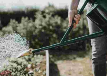 Посівний календар на липень 2025 року: що і коли садити на городі та в саду