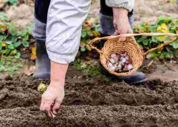 Ідеальні сусіди для часнику: що посадити поруч для найкращого врожаю