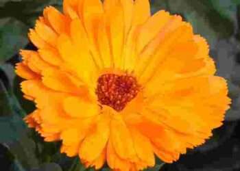 Квітка-інсектицид від попелиці на томатах: як захистити овочі без зайвих клопотів