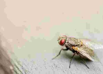 Як позбутися мух у домі без хімії: народні засоби, що відлякують комах