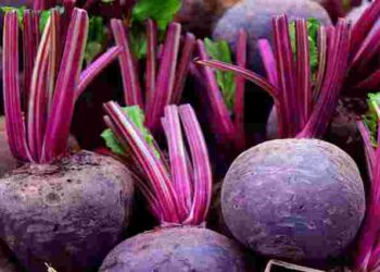 Щедрий урожай солодких буряків: що обов’язково треба посадити поруч