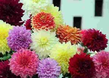 Найкращий час для жоржин: посадіть їх зараз, щоб цвіли пишно і довго