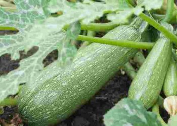 Без цього добрива кабачки ростуть набагато гірше: чим підживити овочі