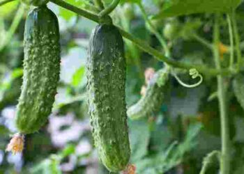 Нетипові помічники: як горох і вівсянка можуть покращити врожай огірків