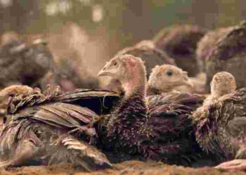 Чому індики падають на ноги та як це виправити: все легше, ніж здається