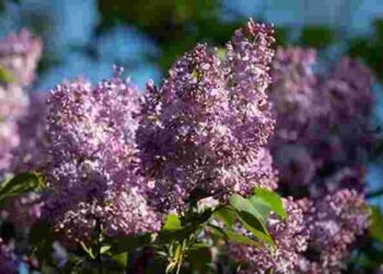 12 рослин-«вбивць» в саду, які шкодять вашій ділянці: горіх, барбарис і навіть бузок