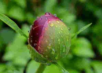 Півонії взагалі не цвітуть: топ-5 найчастіших помилок під час вирощування