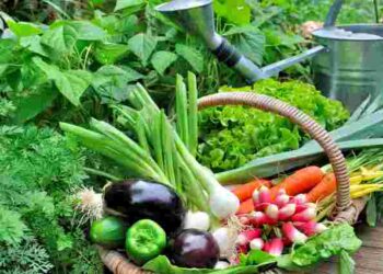 Дешевше виростити, аніж купити: 7 овочів, які варто посади вже зараз