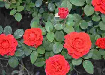 Чому опадає листя у троянд: рятуйте кущі вже зараз