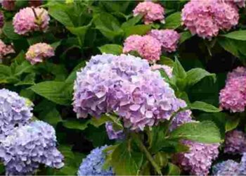 Гортензії можуть згоріти від спеки: три прості способи їх захистити